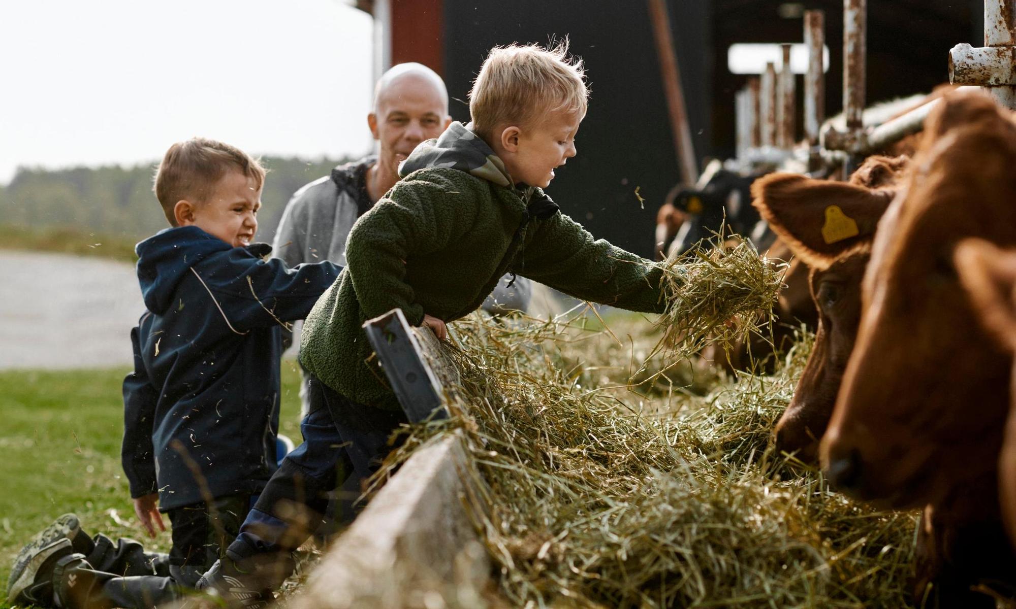 Kids feeding the cows