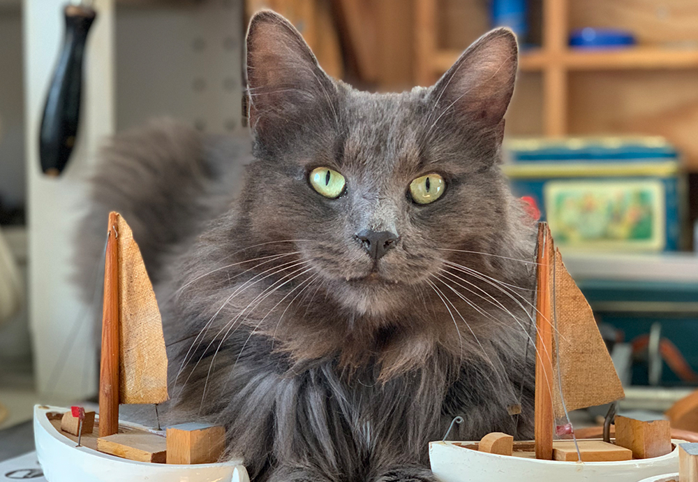 grå katt