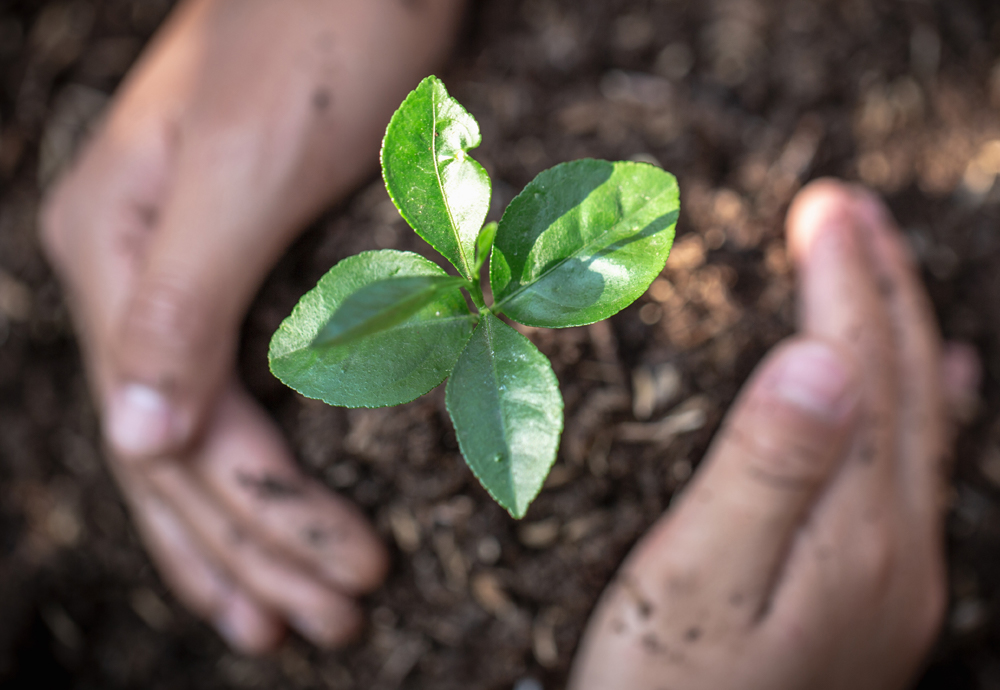 Hand och planta